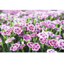 Œillet FloraSelf Dianthus caryophyllus Pink Kisses® pot Ø 11 cm-thumb-5