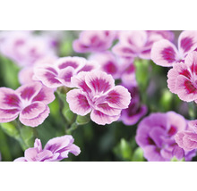 Œillet FloraSelf Dianthus caryophyllus Pink Kisses® pot Ø 11 cm-thumb-6