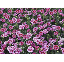 Œillet FloraSelf Dianthus caryophyllus Pink Kisses® pot Ø 11 cm-thumb-7