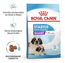 Royal Canin Starter Mother and Babydog Giant Hundefutter für Hündinnen und Welpen von ein bis zwei Monaten.