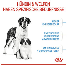 Illustration einer Hündin und Welpen mit Informationen zu ihren spezifischen Ernährungsbedürfnissen.