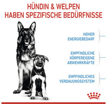 Hundefutter trocken ROYAL CANIN Maxi Starter für tragende Hündin und Welpen großer Rassen 15 kg