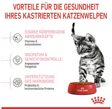 Katzenwelpe neben einer Schüssel mit Katzenfutter der Marke Royal Canin