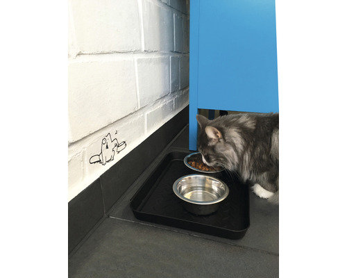 Chat mange à côté d''un bol d''eau sur un tapis.