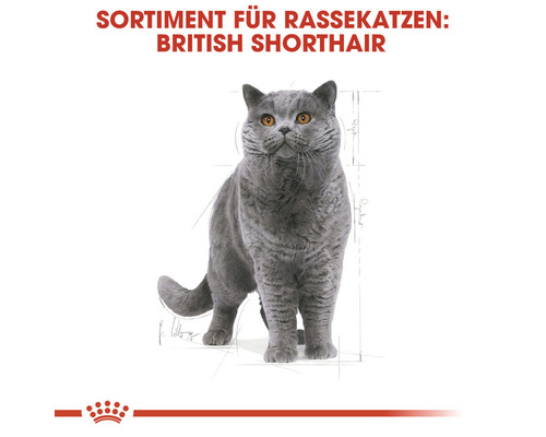 Britisch Kurzhaar Katze