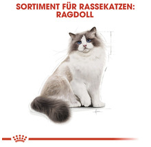 Katzenfutter trocken ROYAL CANIN Ragdoll Adult 10 kg