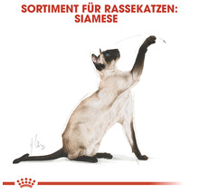 Siamesische Katze für Rassekatzenfutter