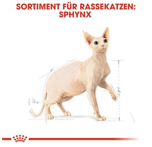 Illustration einer Sphynx-Katze für Rassekatzenfutter