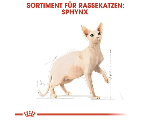 Illustration einer Sphynx-Katze für Rassekatzenfutter