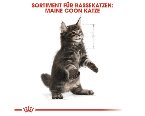 Maine Coon Kitten Produktreihe für Rassekatzen