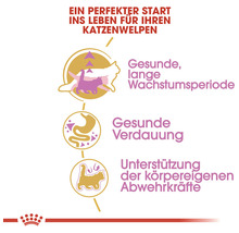 Darstellung der Vorteile des Produkts für Katzenwelpen: gesunde, lange Wachstumsperiode, gesunde Verdauung, Unterstützung der körpereigenen Abwehrkräfte.