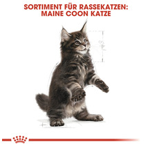 Maine Coon Katze Sortiment für Rassekatzen