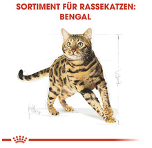 Bengal Katze für Rassekatzen Sortiment