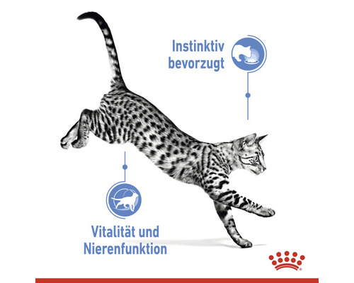Katze springt mit Informationen zu instinktiver Präferenz, Vitalität und Nierenfunktion