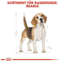 Beagle Rassehund