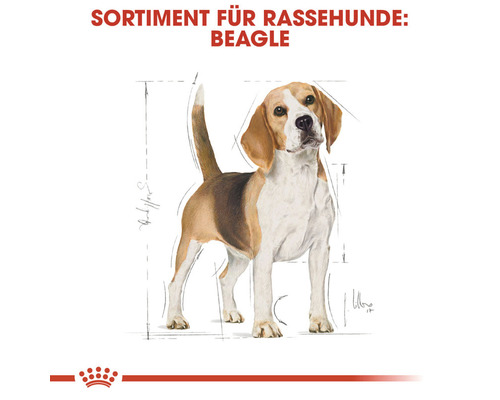 Beagle Rassehund