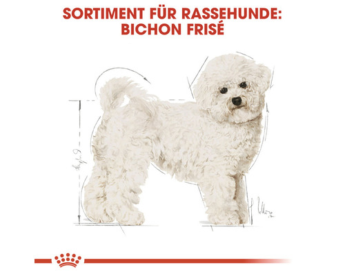 Bichon Frisé Rassehunde Sortiment Darstellung