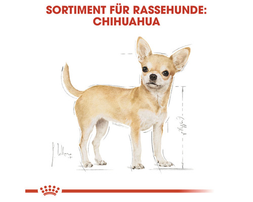 Chihuahua Rassehunde Sortiment