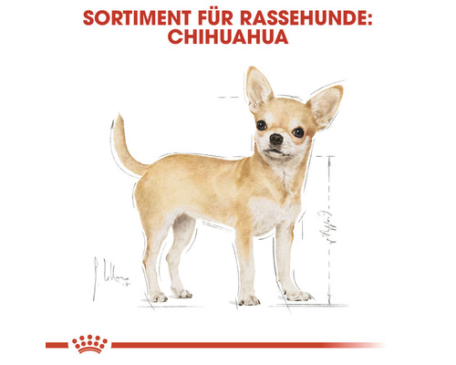Illustration eines Chihuahua für das Sortiment für Rassehunde