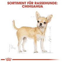 Illustration eines Chihuahuas als Sortiment für Rassehunde