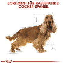 Abbildung eines Cocker Spaniels für Rassehunde Sortiment