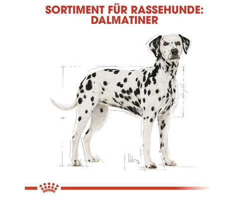 Illustration eines Dalmatiners für Rassehunde Futter