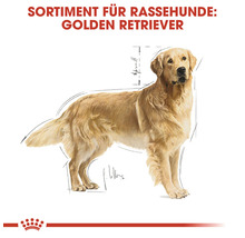 Illustration eines Golden Retrievers für Rassehunde-Produkte