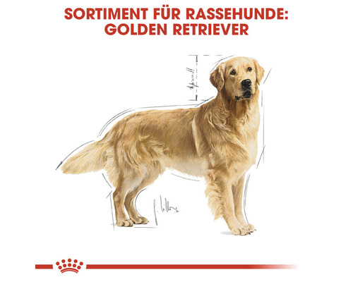 Illustration eines Golden Retrievers für Rassehunde-Produkte