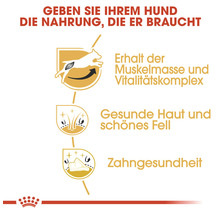 Informationen zu den Vorteilen von Hundefutter: Erhalt der Muskelmasse, gesunde Haut und schönes Fell, Zahngesundheit
