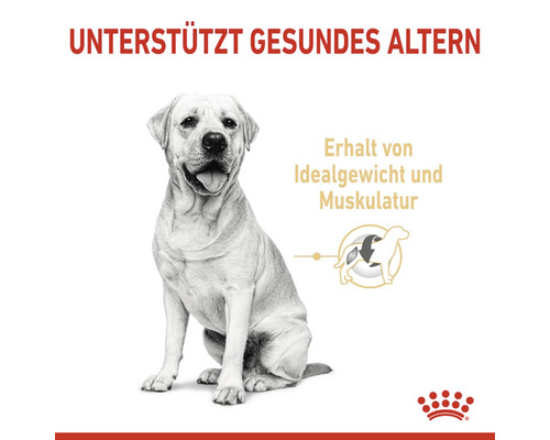 Ein sitzender Hund unterstützt gesundes Altern und den Erhalt von Idealgewicht und Muskulatur.