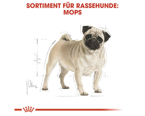 Illustration eines Mops für Hundefutter Sortiment