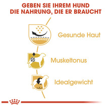 Darstellung der Vorteile von Hundefutter: Gesunde Haut, Muskeltonus und Idealgewicht.