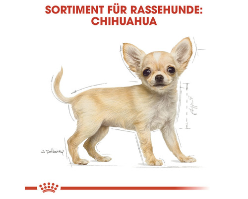 Illustration eines Chihuahua für Rassehunde Produkte