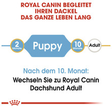 Royal Canin Futterempfehlung für Dackelwelpen bis zum zehnten Monat