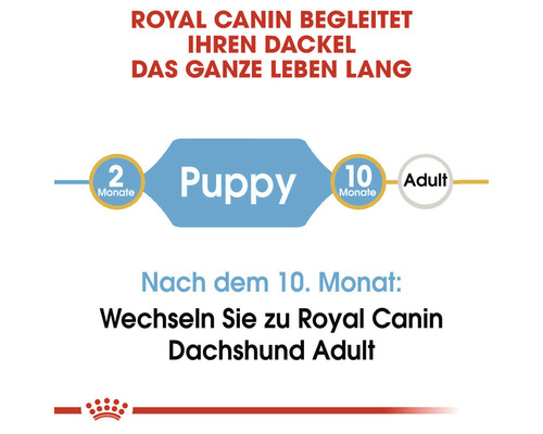 Royal Canin Futterempfehlung für Dackelwelpen bis zum zehnten Monat