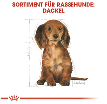 Illustration eines Dackels für Rassehunde Sortiment