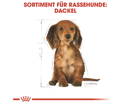 Illustration eines Dackels für Rassehunde Sortiment