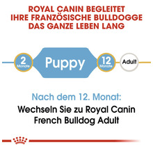 Hundefutter trocken ROYAL CANIN French Bulldog Puppy Welpenfutter trocken für Französische Bulldoggen 10 kg