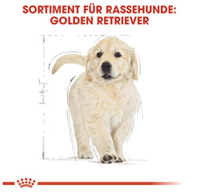 Golden Retriever Welpe für Rassehunde