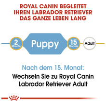 Royal Canin Labrador Retriever Lebenszyklus Diagramm: Welpe, Erwachsener