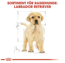 Welpenfutter für Labrador Retriever