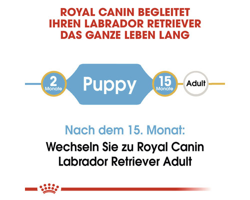 Grafik zur Futterumstellung von Royal Canin Labrador Retriever Welpenfutter zu Adultfutter ab dem 15. Monat