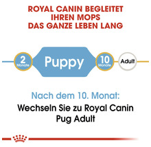 Royal Canin begleitet Ihren Mops das ganze Leben lang. Welpenfutter bis zum 10. Monat, danach Futter für erwachsene Möpse.