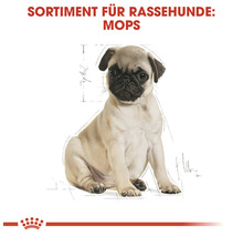 Mops Welpe für Rassehunde Futter