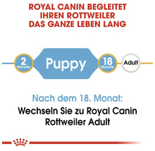 Royal Canin begleitet Ihren Rottweiler das ganze Leben lang. Grafik zur Fütterung von Rottweilerwelpen und erwachsenen Rottweilern.