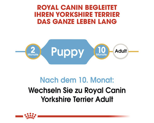 Royal Canin begleitet Ihren Yorkshire Terrier das ganze Leben lang. Grafik zur Futterumstellung von Puppy auf Adult nach dem 10. Monat.