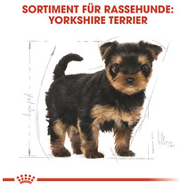 Illustration eines Yorkshire Terriers