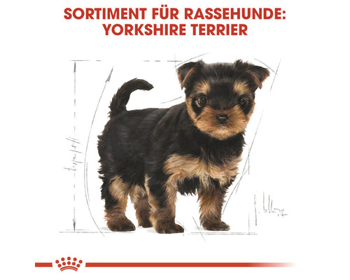 Illustration eines Yorkshire Terriers