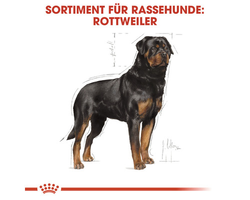 Illustration eines Rottweilers, einer Hunderasse