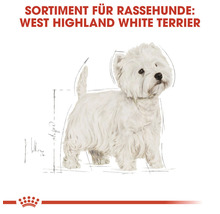 Illustration eines West Highland White Terriers